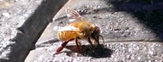 cropped-bettine-bees.jpg
